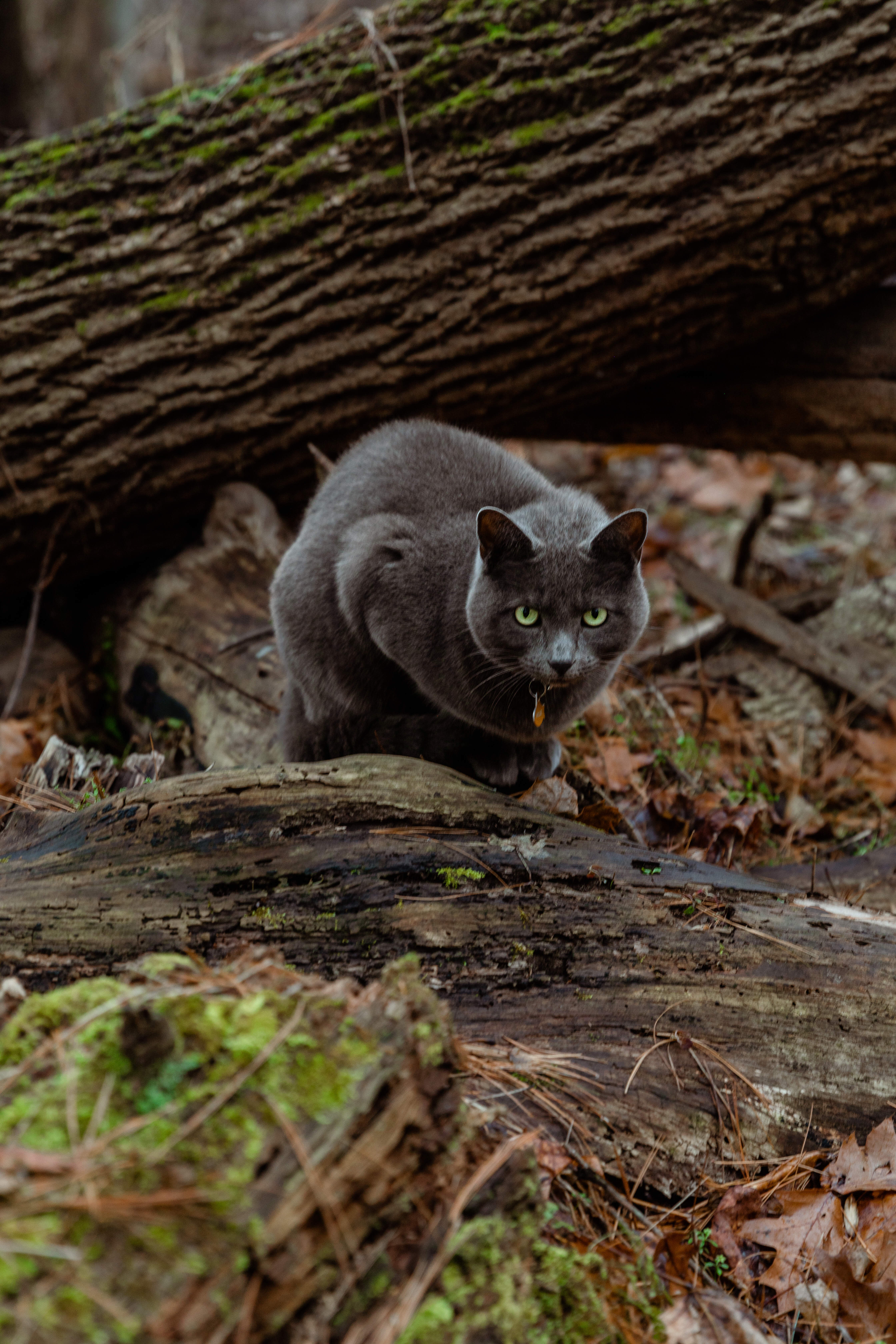 Perosnal Photography