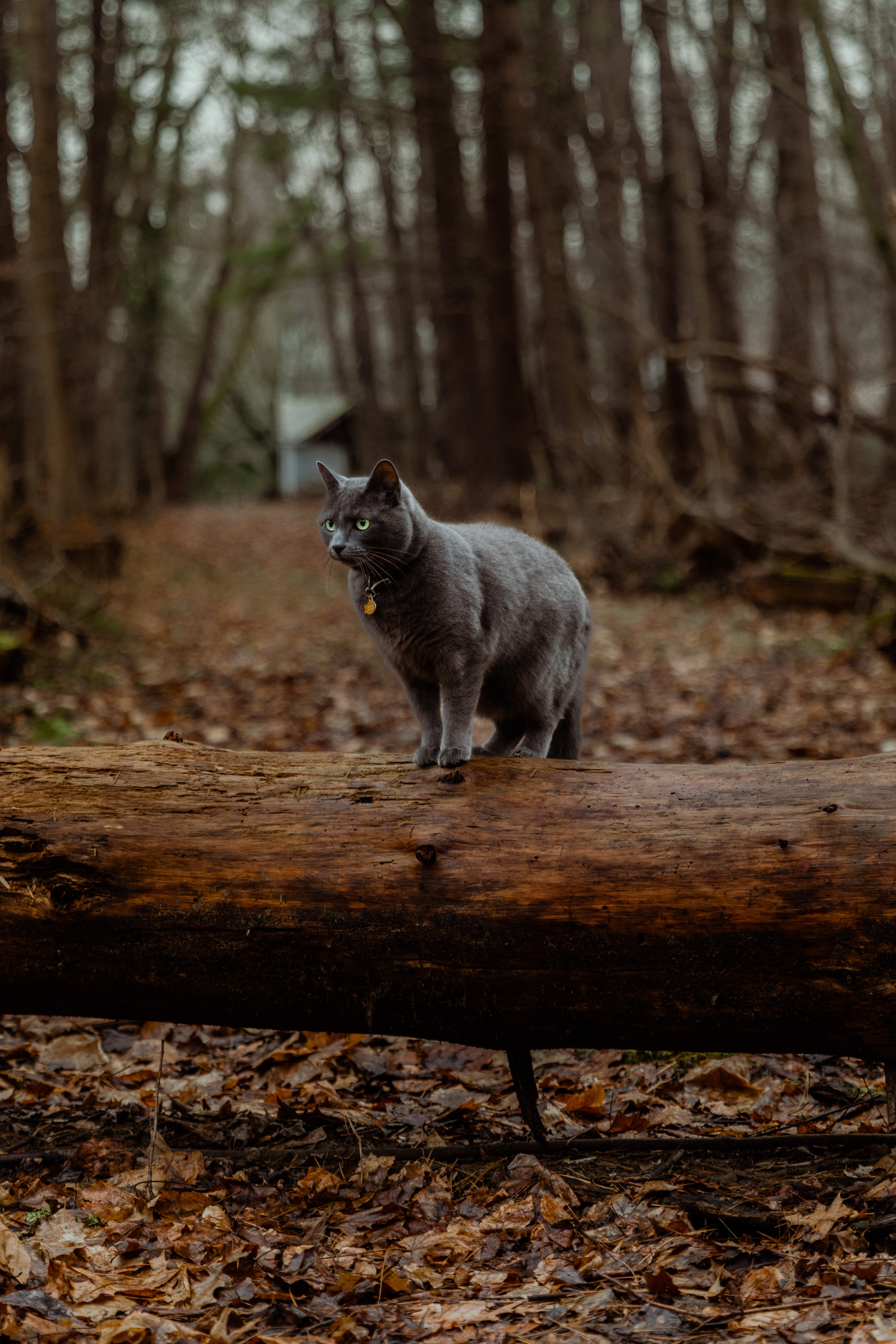 Perosnal Photography